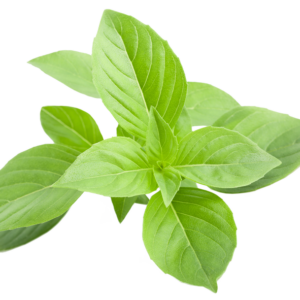 Greek Basil