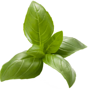 Italian Basil