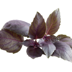 Rosie Basil