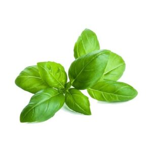 Lemon Basil