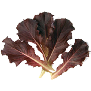 Red Batavia Microgreens