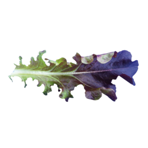 Cavendish Microgreens