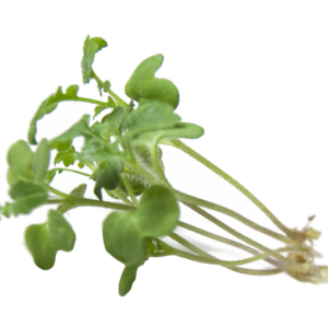 Cress Sprouts