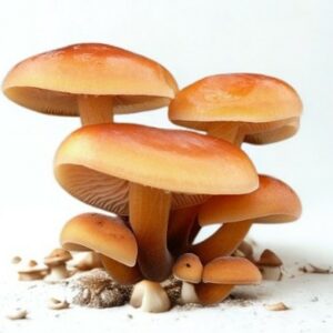 Enoki / Velvet Shank Organic
