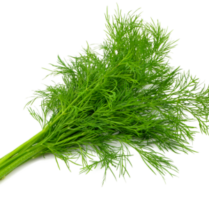 Dill Sprouts