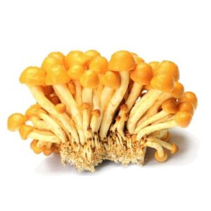 Nameko Mushroom Organic