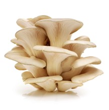 Oyster Mushroom Organic