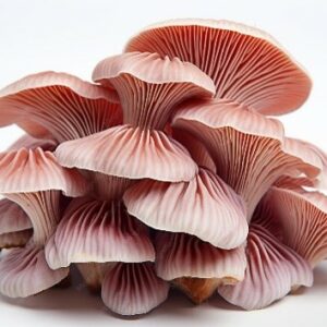 Pink Oyster Mushroom Organic