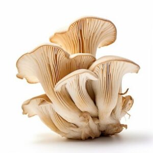 King Oyster Mushroom Organic