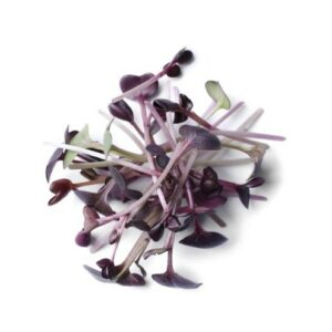 Pak Choi 'Canton Purple Rain' sprouts