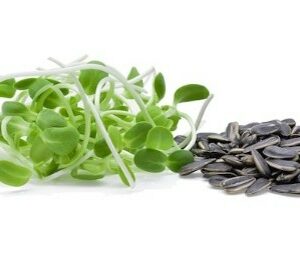 Sunflower sprouts