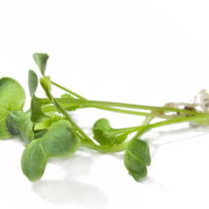 Radish Sprouts