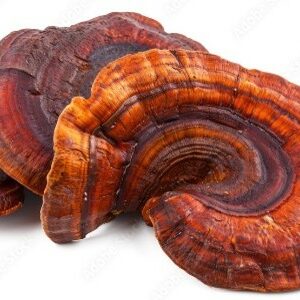 Reishi / Lingzhi Organic