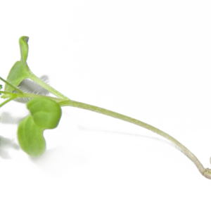 White Mustard Sprouts