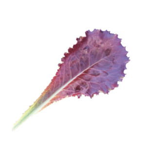 Tamarind Microgreens