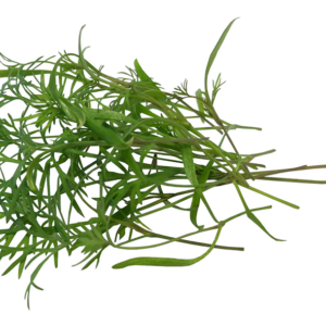 Dukat Dill Sprouts