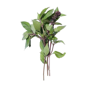 Cinnamon Basil