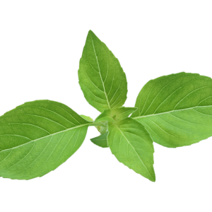Batavia Microgreens