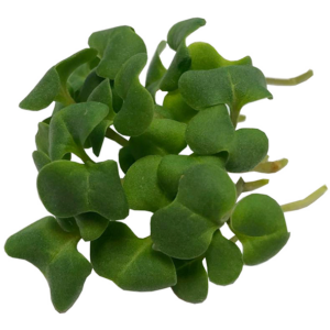 Broccoli Sprouts