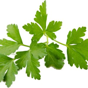 Coriander Sprouts