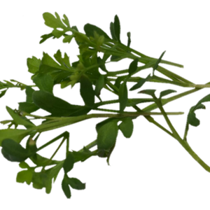 Fine Curled Cress Sprouts