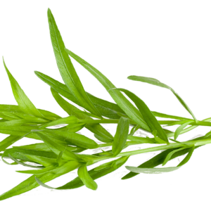 Tarragon