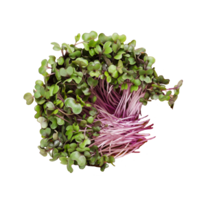 Red Cabbage Sprouts