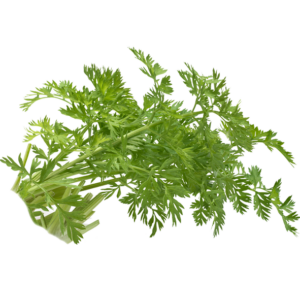 Carrot Sprouts