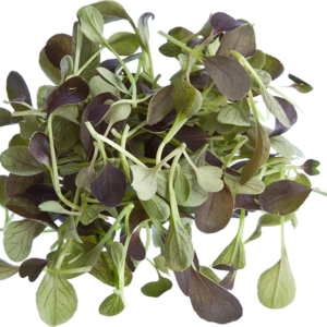 White Canton Pak Choi Sprouts