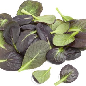 Tatsoi Sprouts