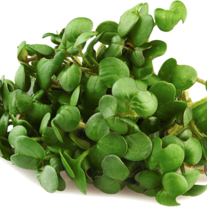 Black Mustard Sprouts