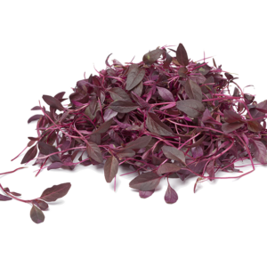 Red Army Amaranth Sprouts