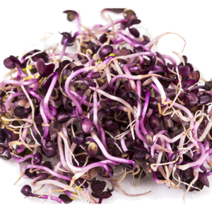 Sango Radish Sprouts