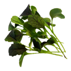 Red Empire Mizuna Sprouts