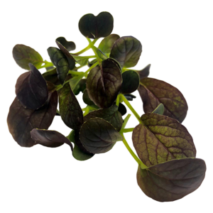 Purple Rain Pak Choi Sprouts