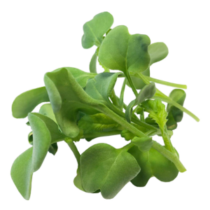 Daikon Radish Sprouts