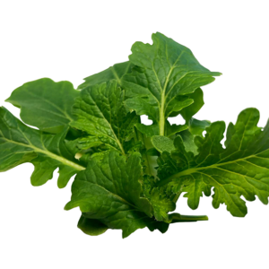 Wasabina Mustard Sprouts